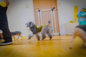 犬の幼稚園 ・トリミング・ペットホテル Perrito (ペリート) | 京都市伏見区石田大山町